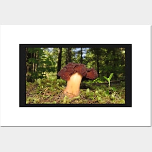 Helvella mushroom in June Posters and Art